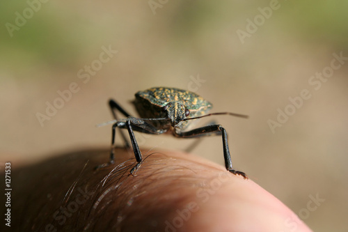 Photo: walking bug walking bug