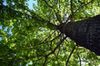 tree foliage