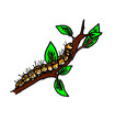 chenille chenille