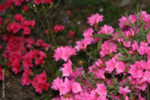 Photo: pink and red azaleas pink and red azaleas