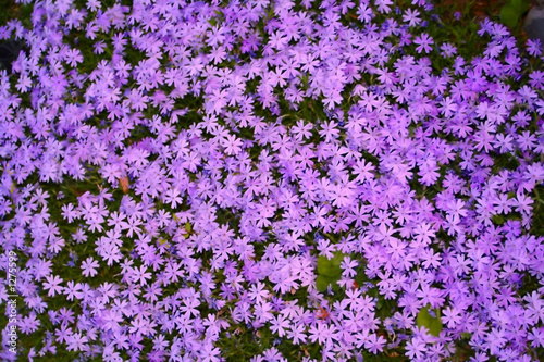 Photo: purple flower cover purple flower cover