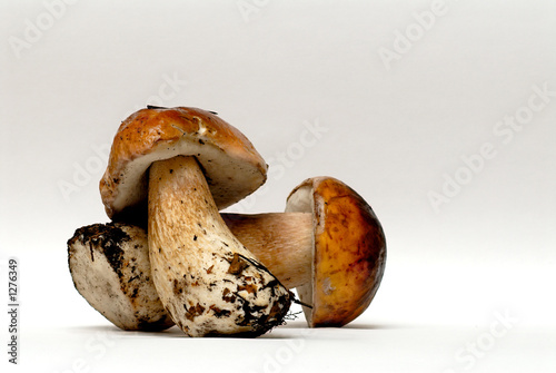 Photo: mushrooms mushrooms