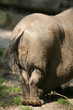 hängebauchschwein