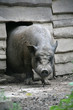 hängebauchschwein