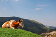 cow grazing in the mountains