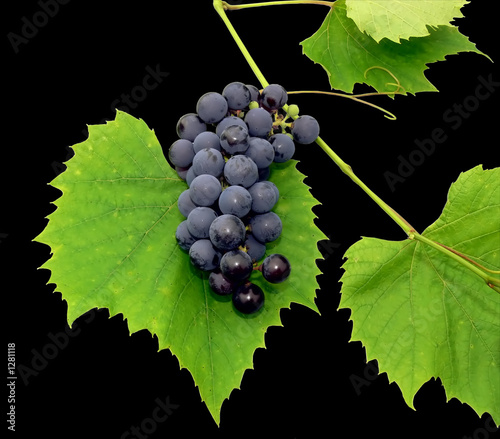 black grape