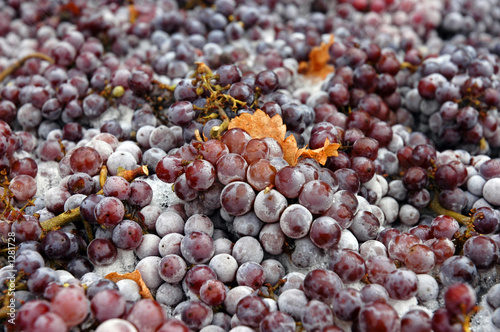 Photo: frozen pinot gris frozen pinot gris