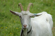 chèvre chèvre