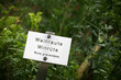 weinraute