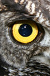 yellow owl eye