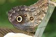 caligo atreus caligo atreus