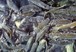 fish multitude