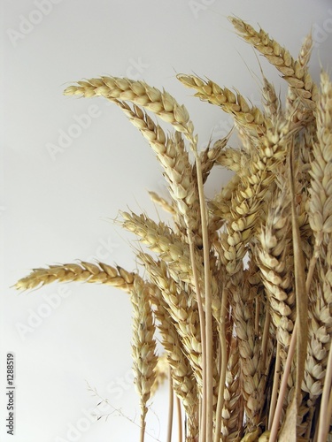Photo: wheal corn wheal corn