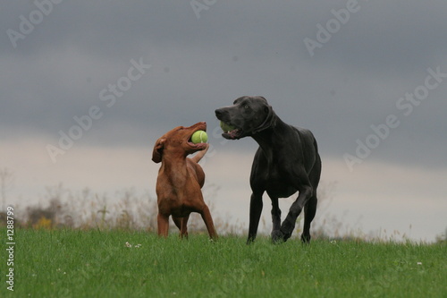 Foto: two dogs vizsla and blue weimeraner playing fun two dogs vizsla and blue weimeraner playing fun