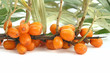 sea-buckthorn