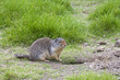 columbian ground squirrel on the alert