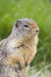 columbian ground squirrel portrait