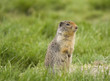 columbian ground squirrel alerted