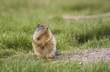 columbian ground squirrel alerted