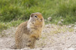 columbian ground squirrel near the hole to his underground den
