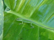 lézard