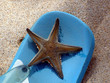 l'étoile de mer