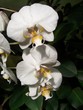 orchideen