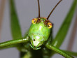 grashüpfer, grasshopper