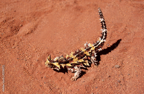Photo: thorny devil (moloch horridus) thorny devil (moloch horridus)