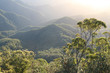 rainforest dawn
