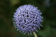 echinops ritro
