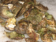 oysters