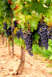 grape vines