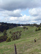 hills