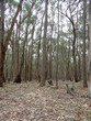 trees