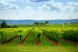 vineyard