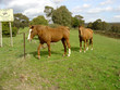 horses