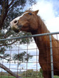 horse