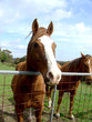 horse