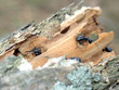 ants