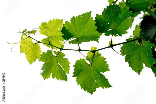 Photo: grape vine grape vine