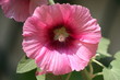 rose trémière