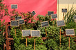 kräutergarten