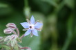 bleue