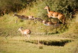leaping for safety