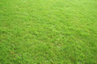 grass background #2