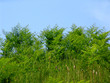 wild green 3