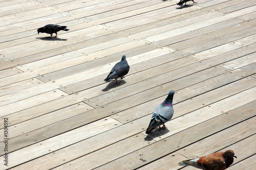 Photo: pigeons on wooden floor pigeons on wooden floor
