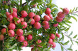apples