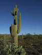 Photo: lone saguaro cactus lone saguaro cactus